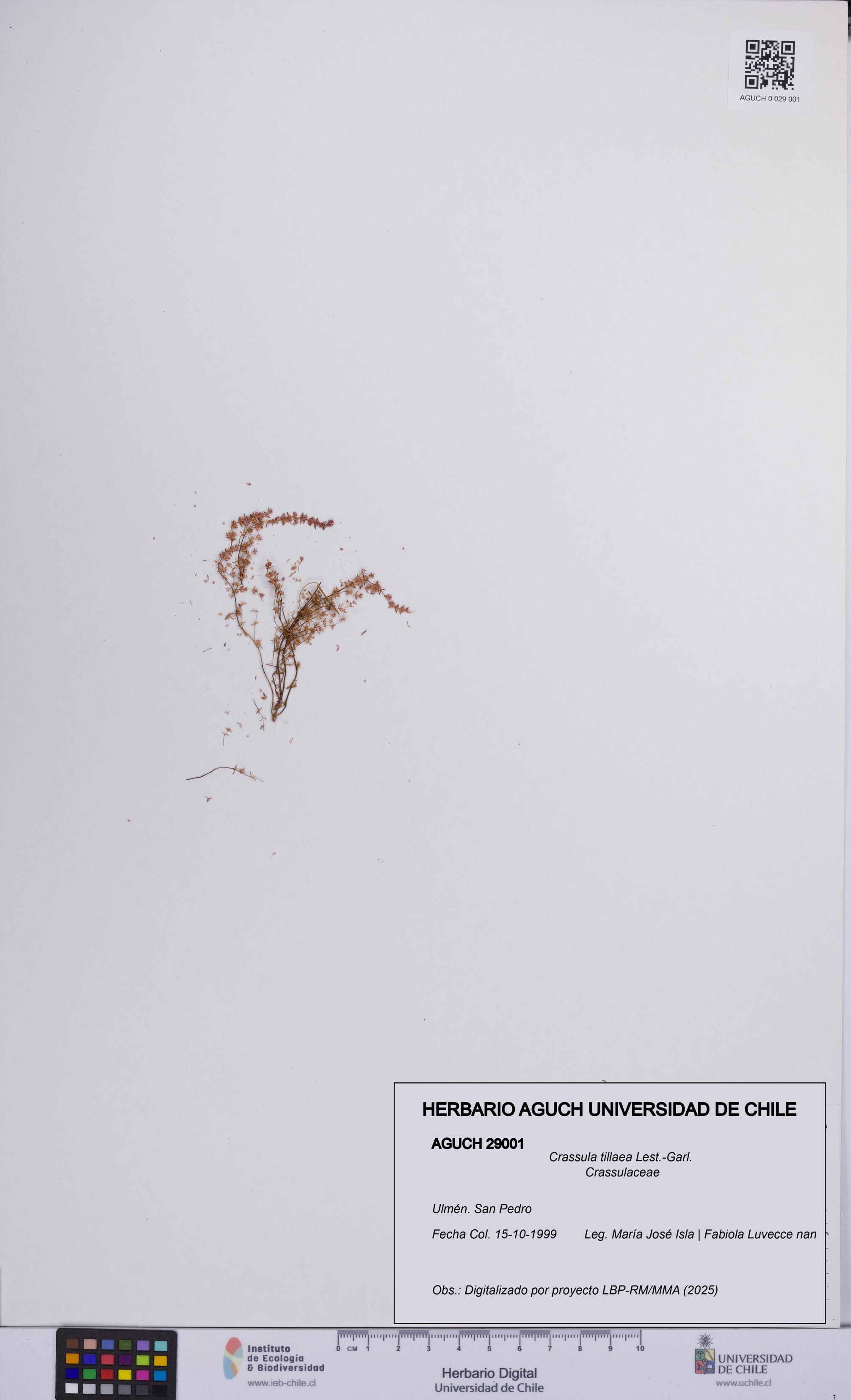 Crassula tillaea [Espécimen: UCH:AGUCH:0029001]