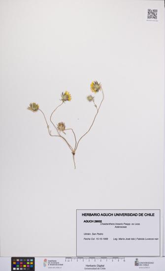 Chaetanthera linearis [Espécimen: UCH:AGUCH:0029002]