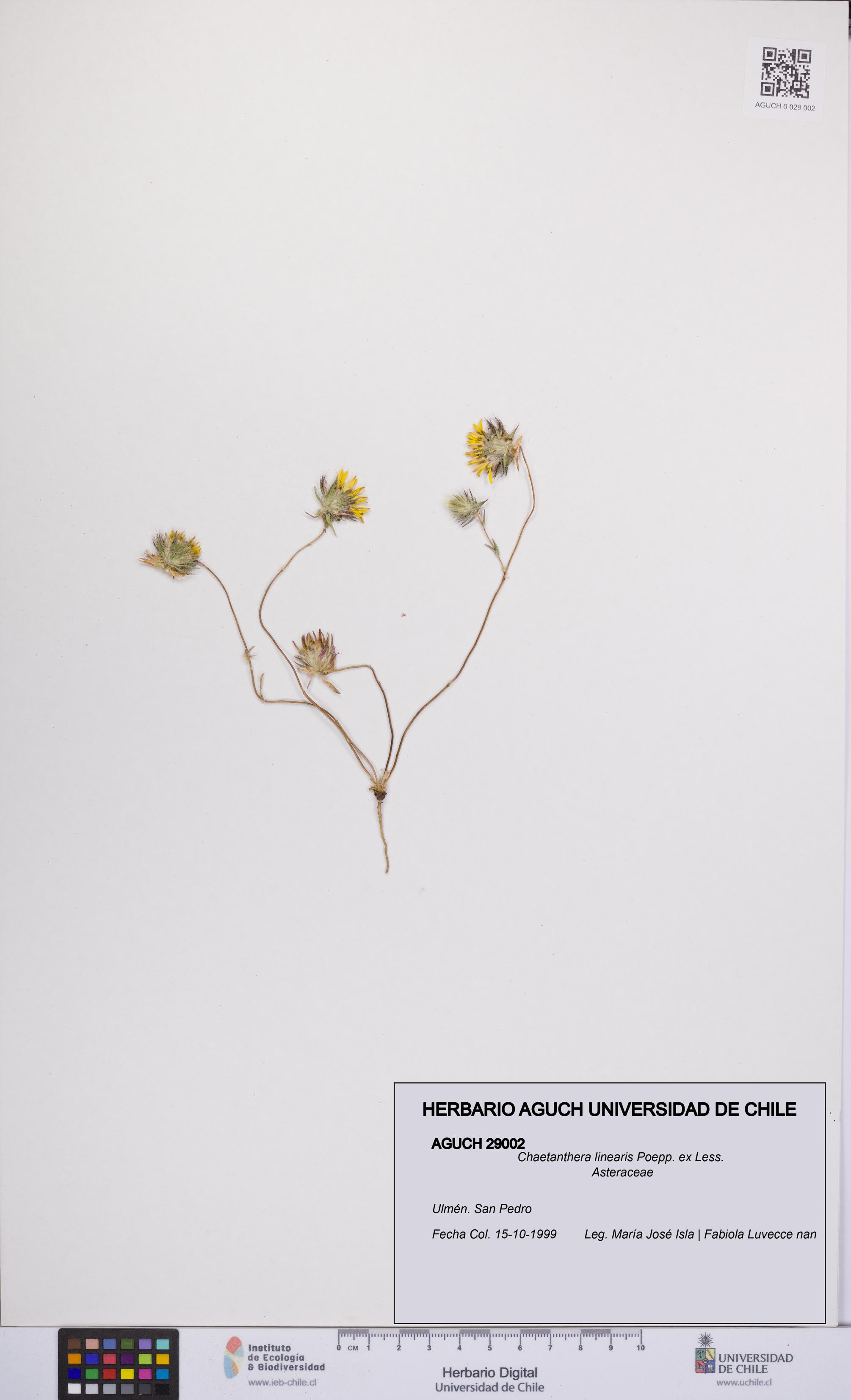 Chaetanthera linearis [Espécimen: UCH:AGUCH:0029002]