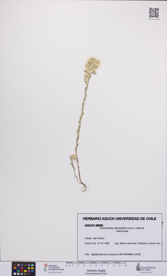 Gamochaeta stachydifolia [Espécimen: UCH:AGUCH:0029005]