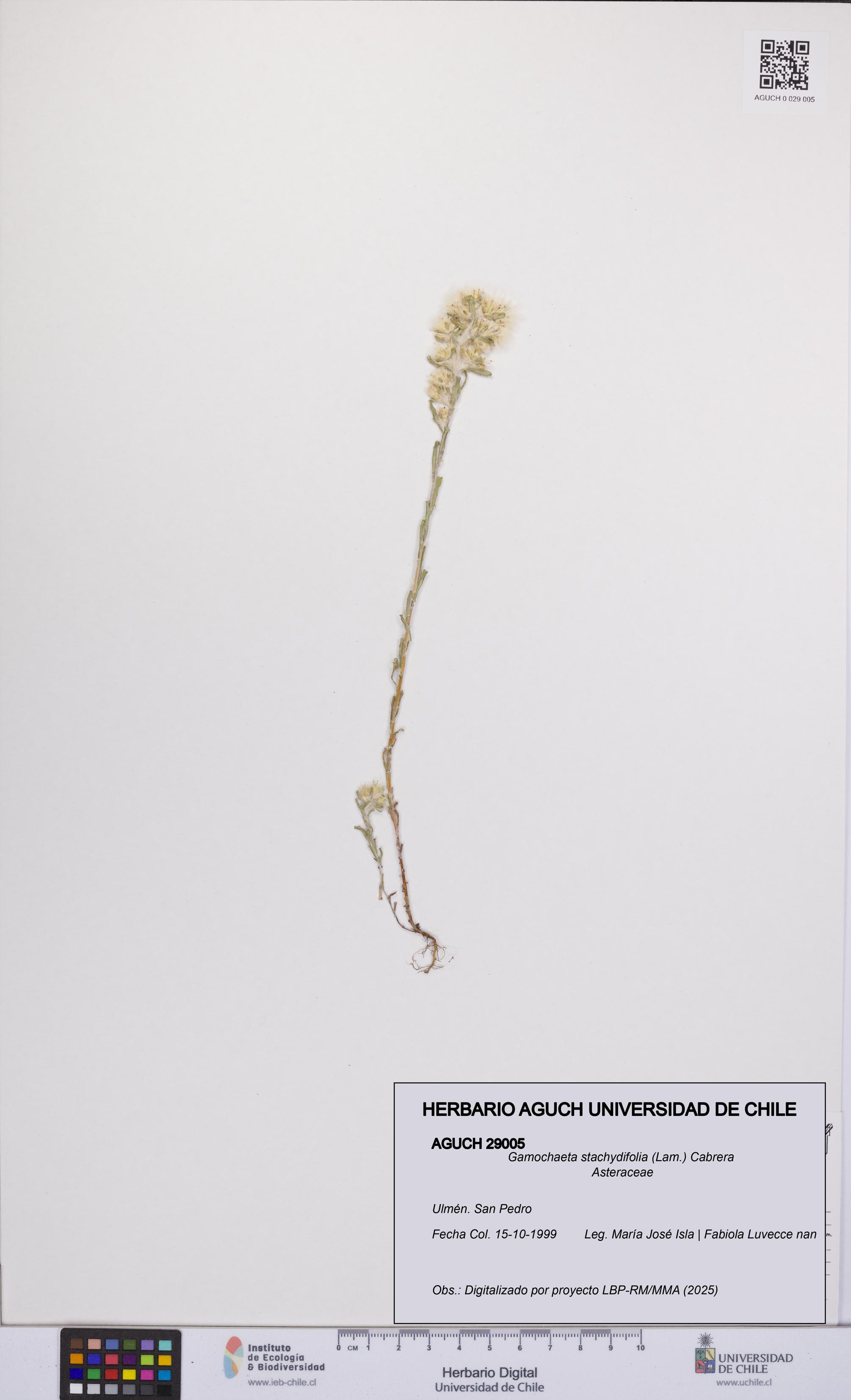Gamochaeta stachydifolia [Espécimen: UCH:AGUCH:0029005]