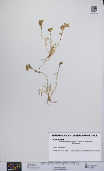 Cistanthe arenaria [Espécimen: UCH:AGUCH:0029006]