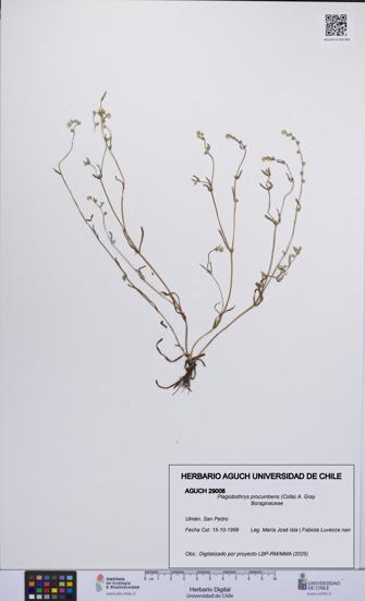 Plagiobothrys procumbens [Espécimen: UCH:AGUCH:0029008]