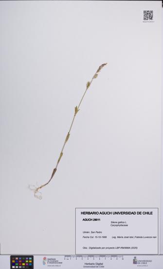 Silene gallica [Espécimen: UCH:AGUCH:0029011]