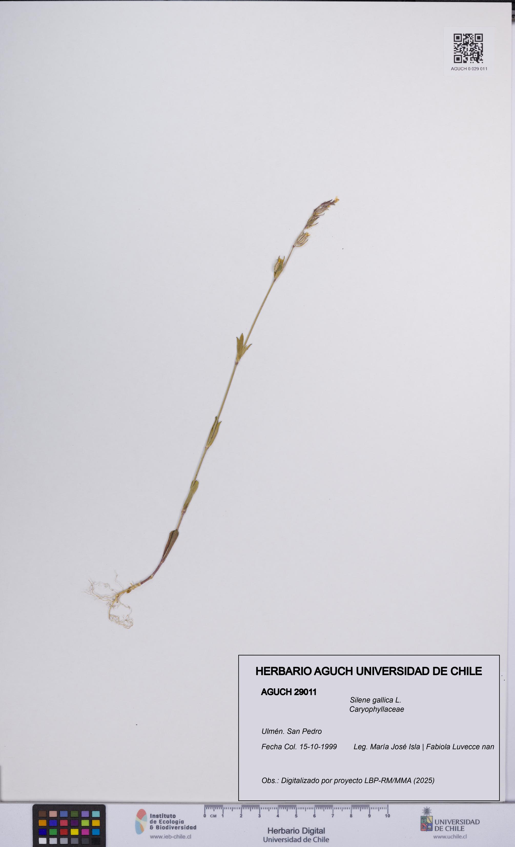 Silene gallica [Espécimen: UCH:AGUCH:0029011]