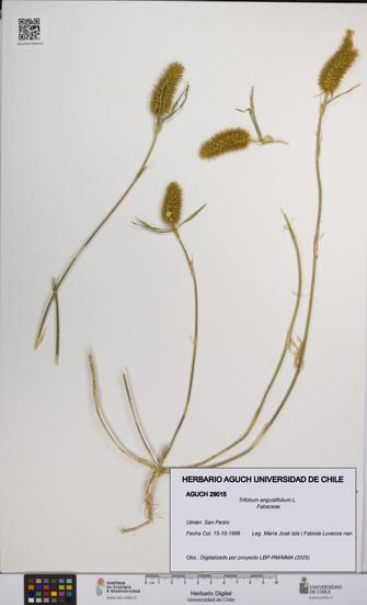 Trifolium angustifolium [Espécimen: UCH:AGUCH:0029015]