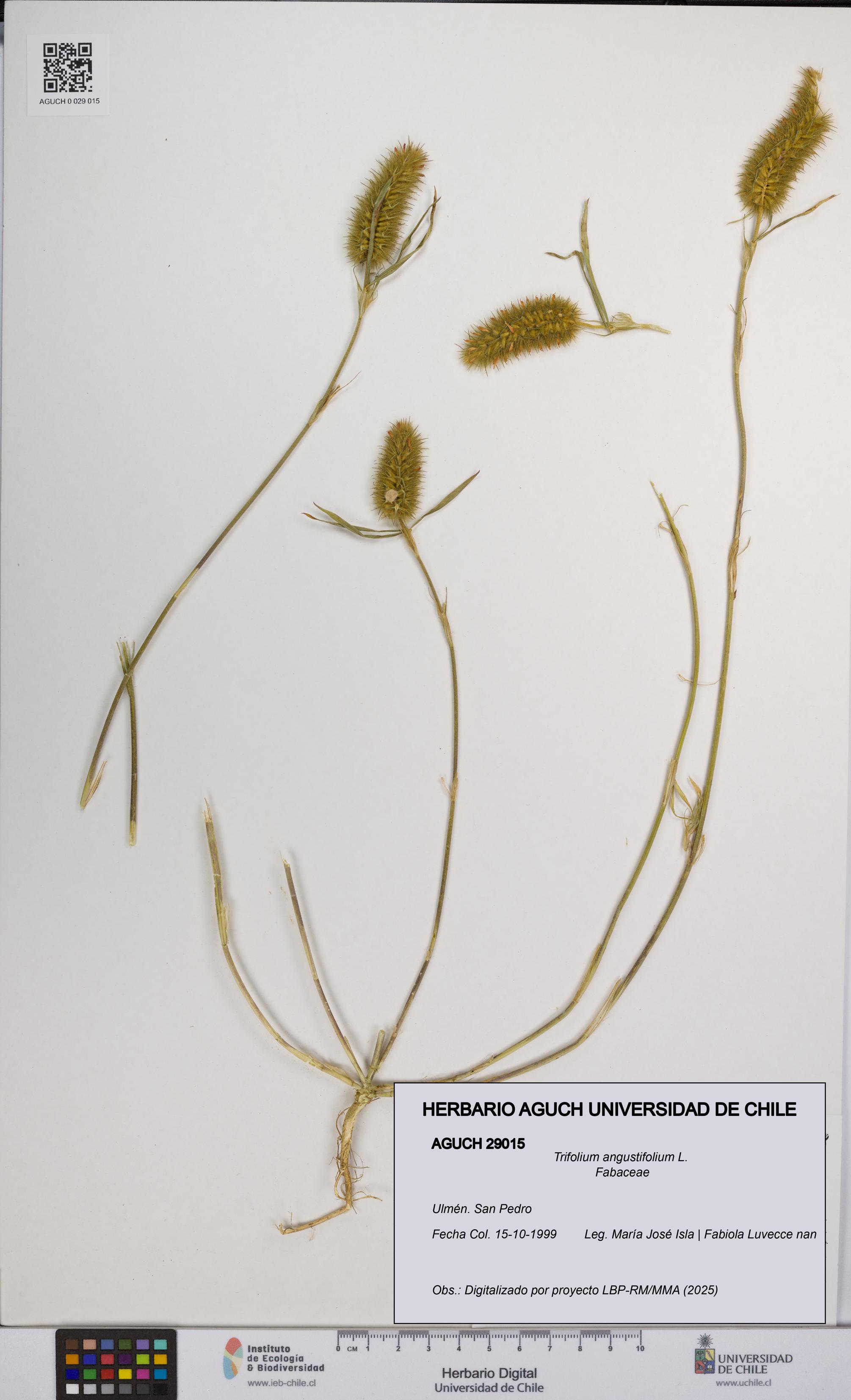 Trifolium angustifolium [Espécimen: UCH:AGUCH:0029015]