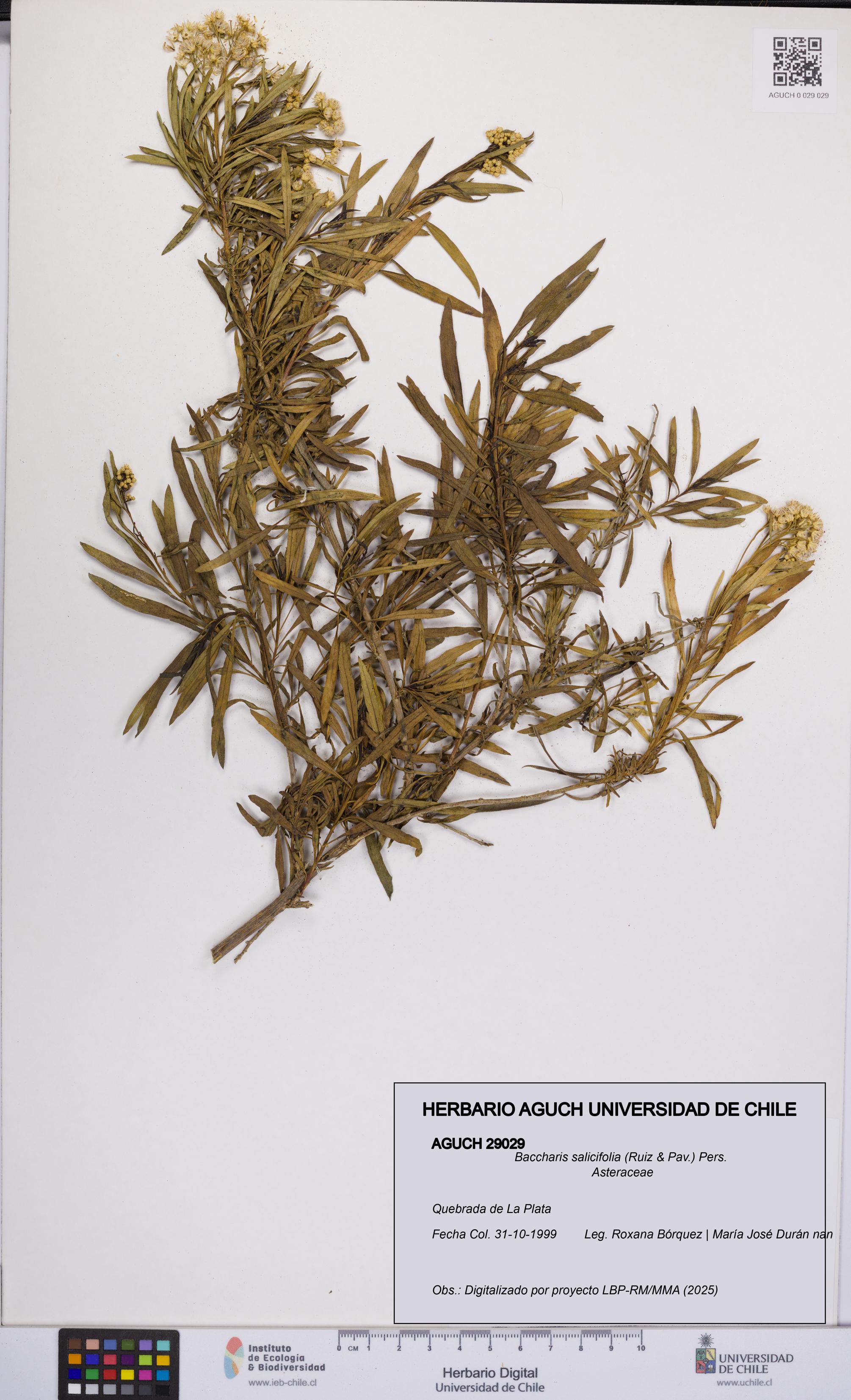 Baccharis salicifolia [Espécimen: UCH:AGUCH:0029029]