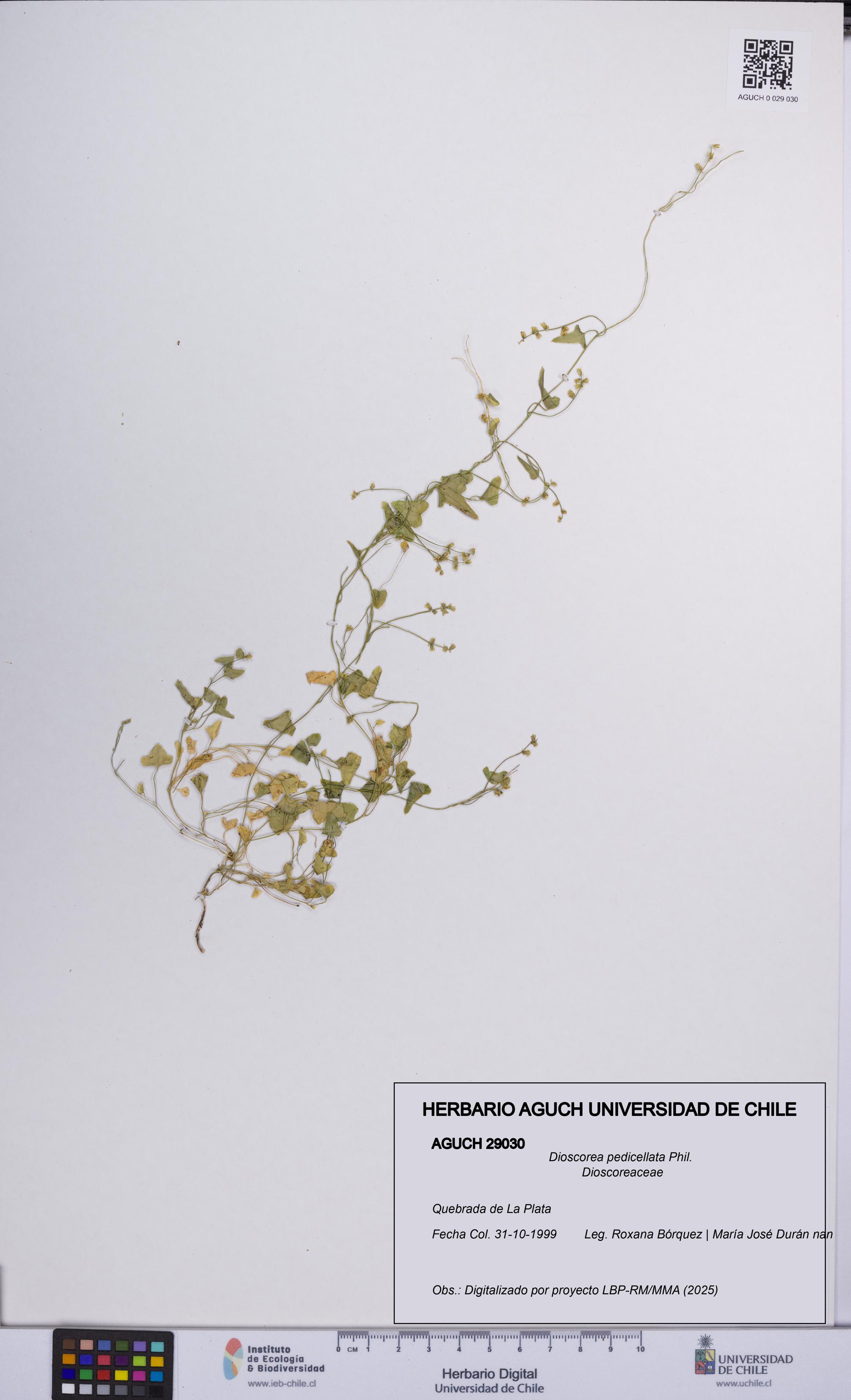 Dioscorea pedicellata [Espécimen: UCH:AGUCH:0029030]