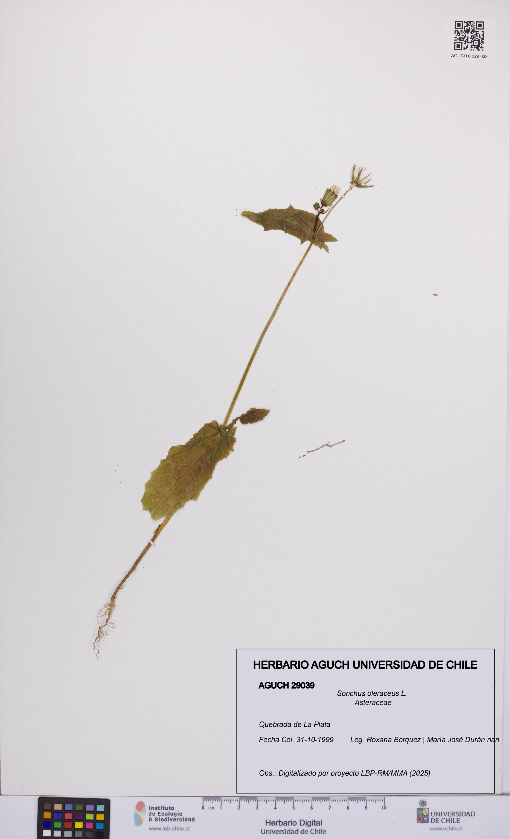 Sonchus oleraceus [Espécimen: UCH:AGUCH:0029039]