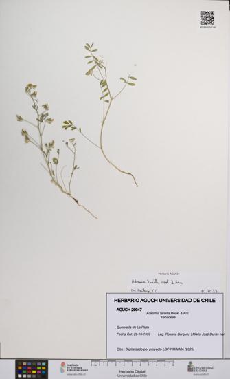 Adesmia tenella [Espécimen: UCH:AGUCH:0029047]