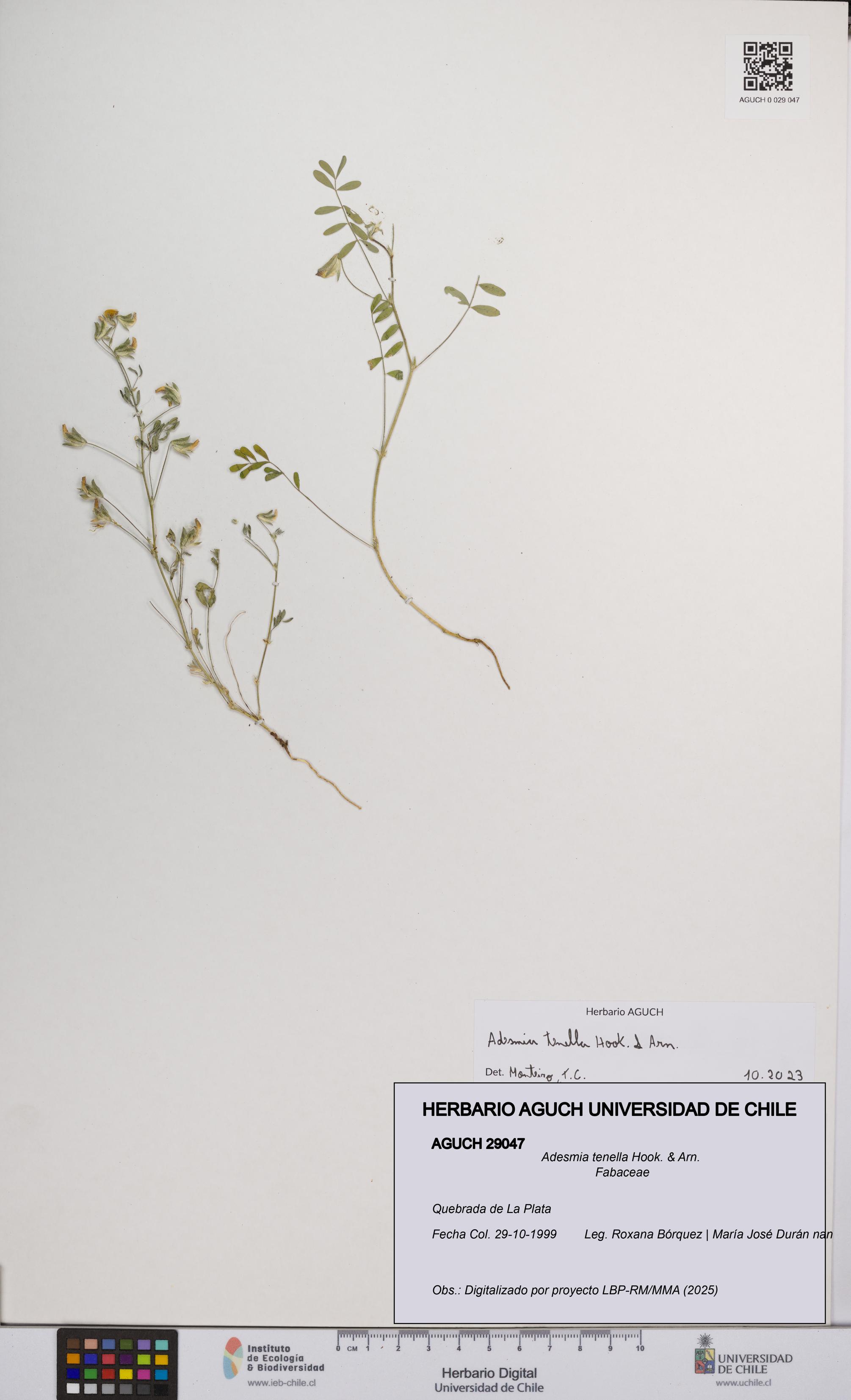 Adesmia tenella [Espécimen: UCH:AGUCH:0029047]