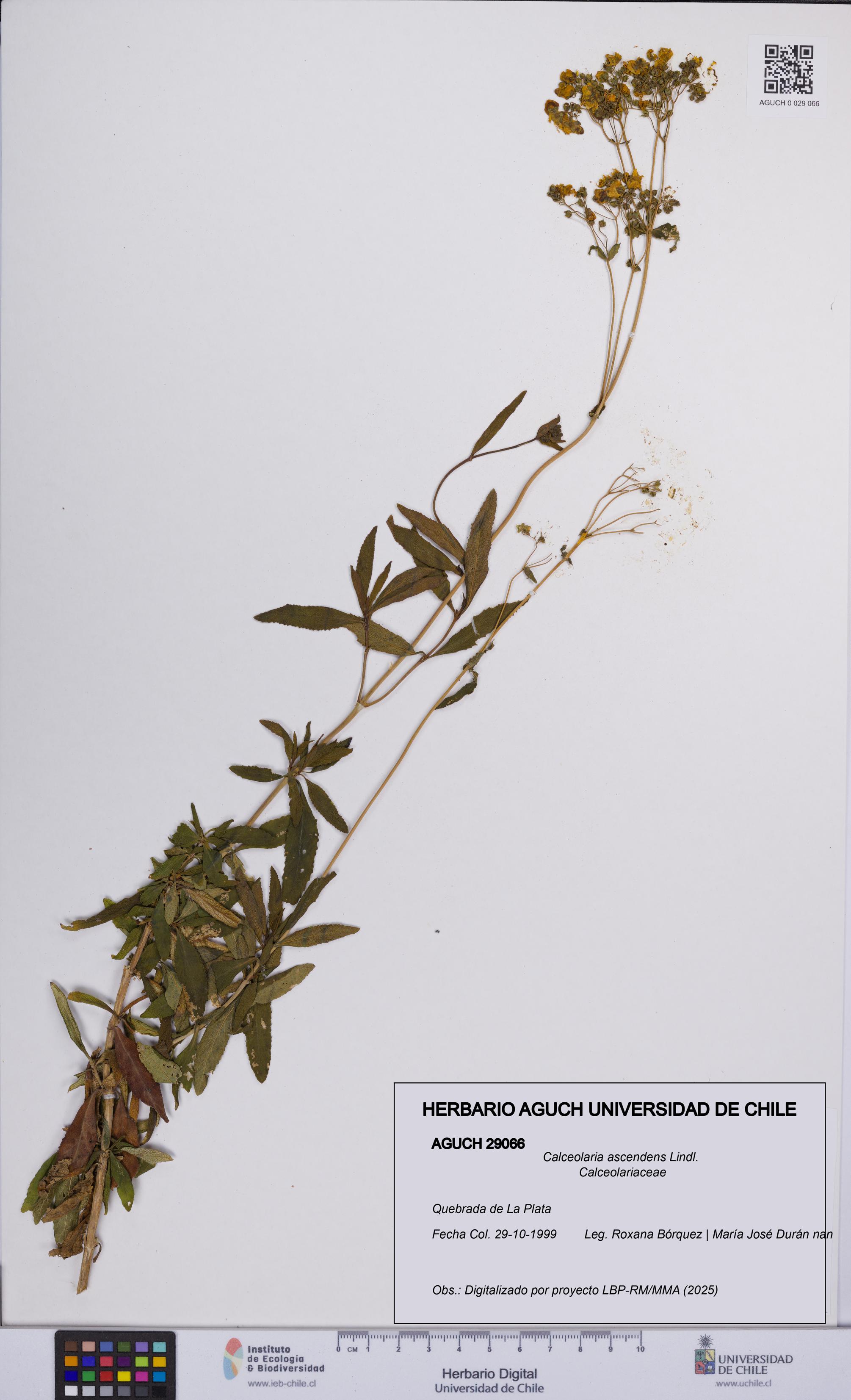 Calceolaria ascendens [Espécimen: UCH:AGUCH:0029066]