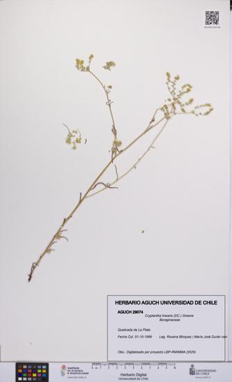 Cryptantha linearis [Espécimen: UCH:AGUCH:0029074]