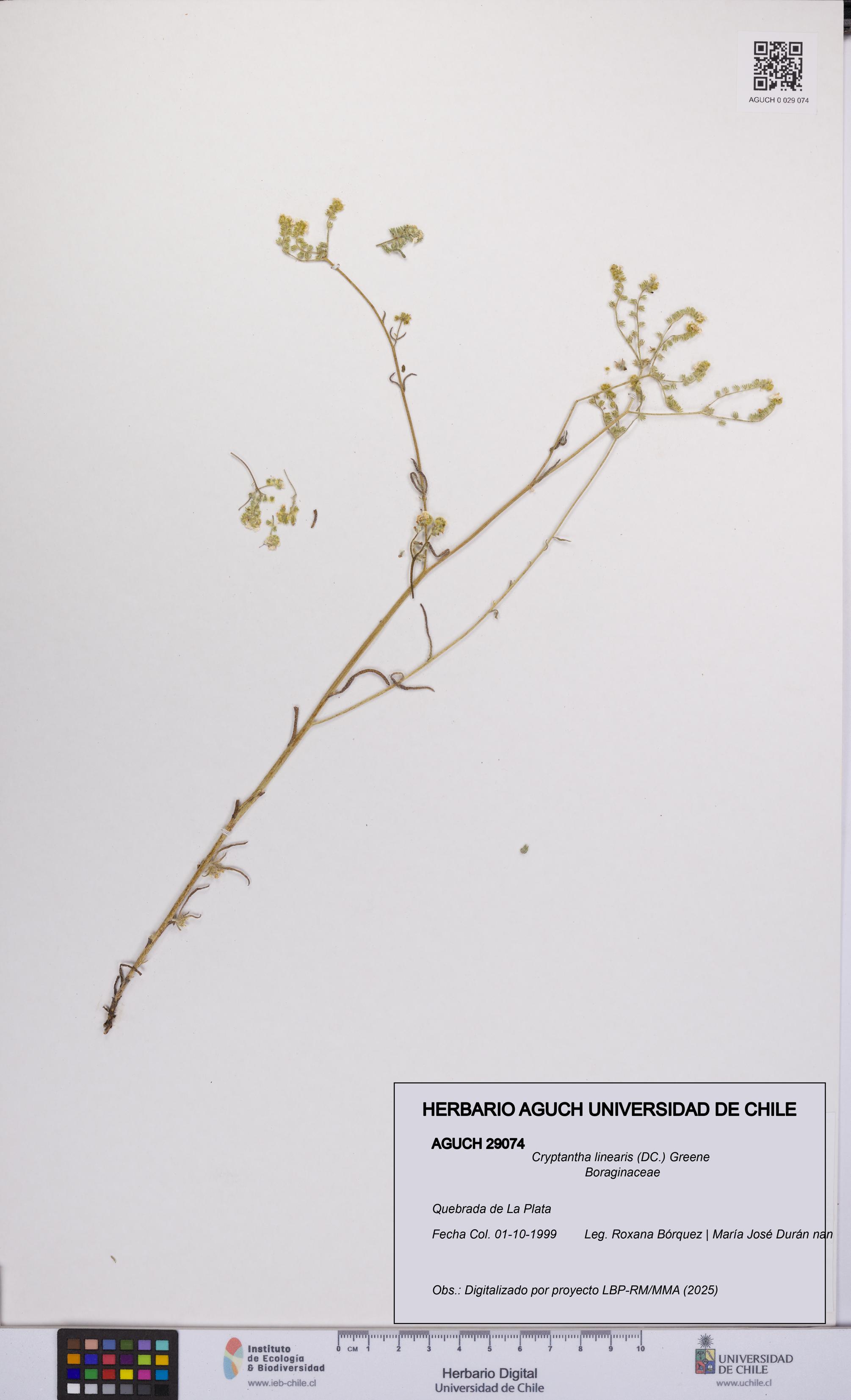 Cryptantha linearis [Espécimen: UCH:AGUCH:0029074]