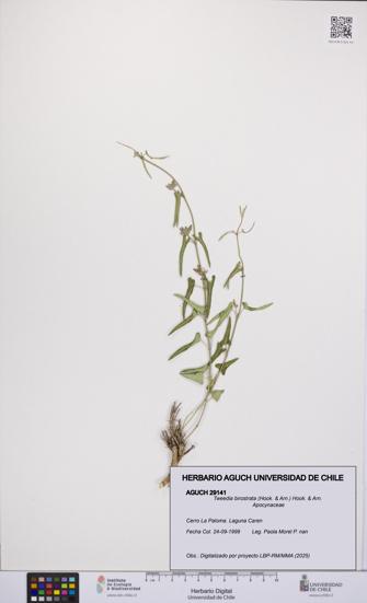 Tweedia birostrata [Espécimen: UCH:AGUCH:0029141]