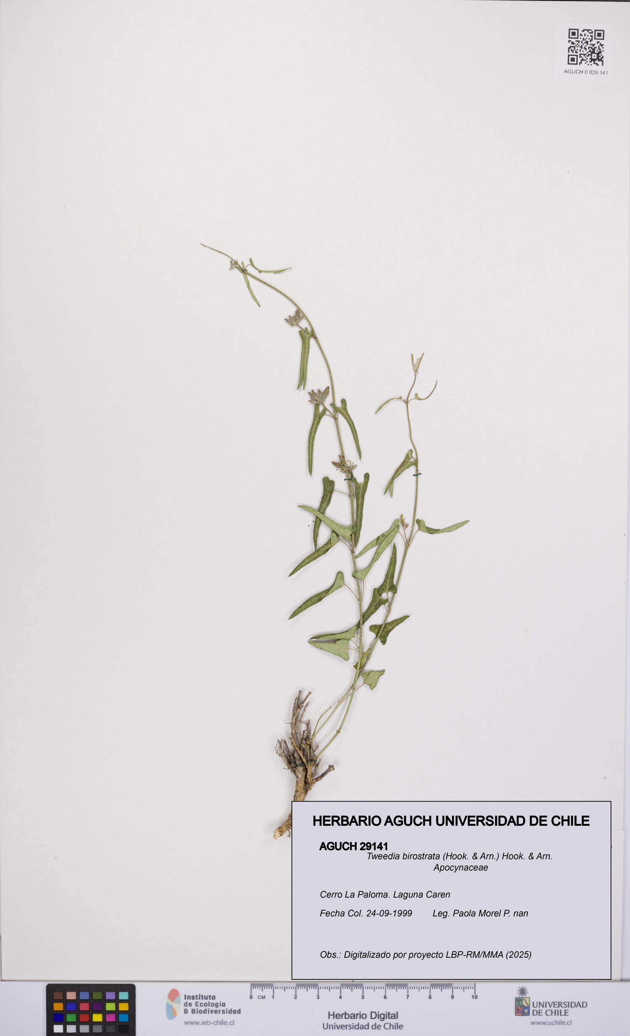 Tweedia birostrata [Espécimen: UCH:AGUCH:0029141]