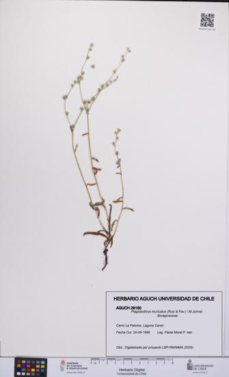 Plagiobothrys muricatus [Espécimen: ]