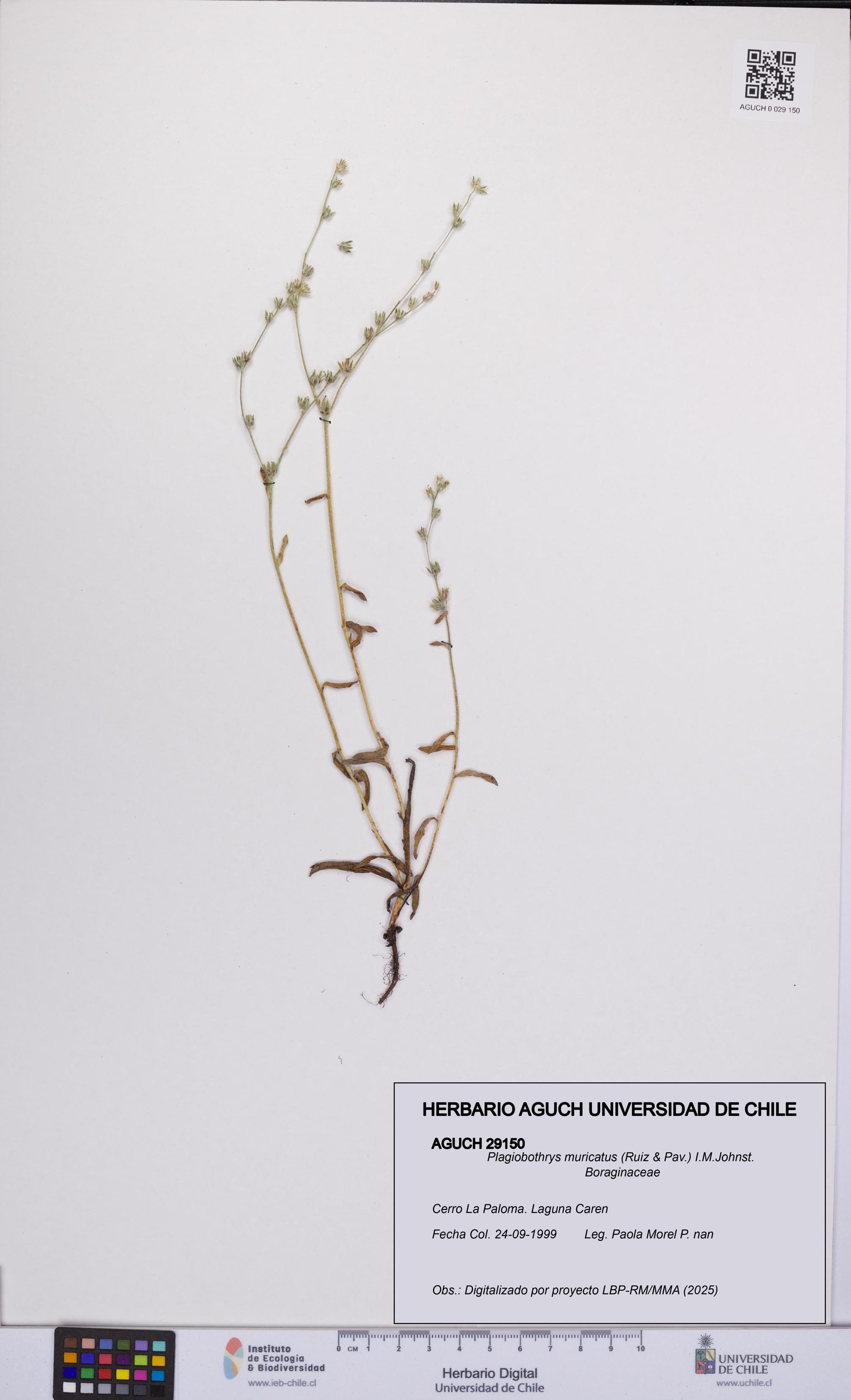 Plagiobothrys muricatus [Espécimen: ]