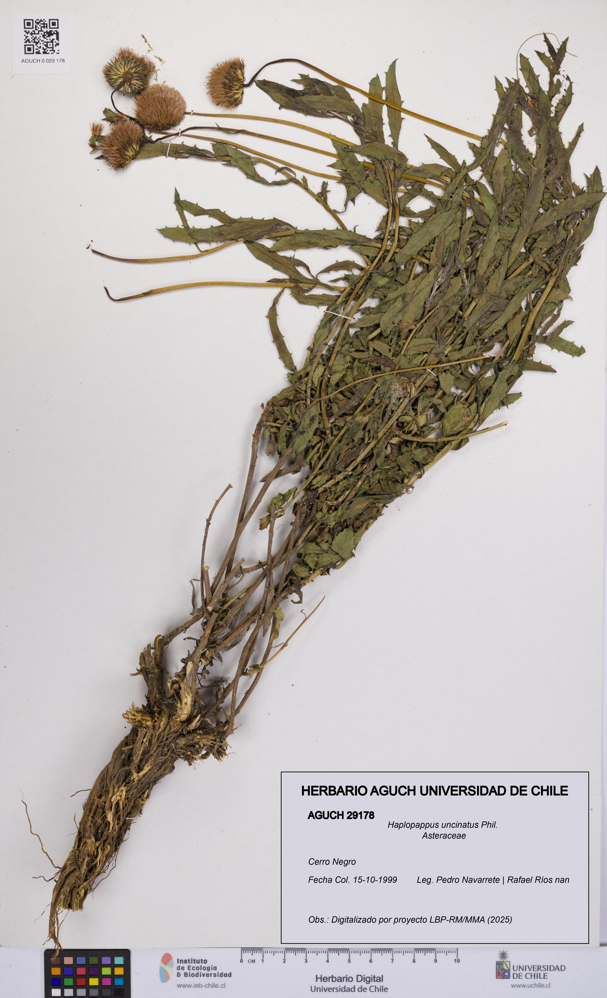 Haplopappus uncinatus [Espécimen: UCH:AGUCH:0029178]