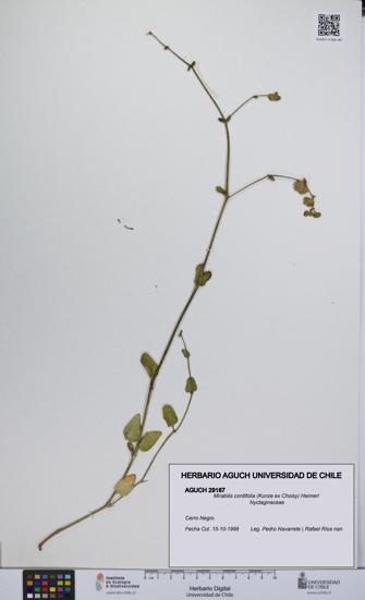 Mirabilis cordifolia [Espécimen: UCH:AGUCH:0029187]