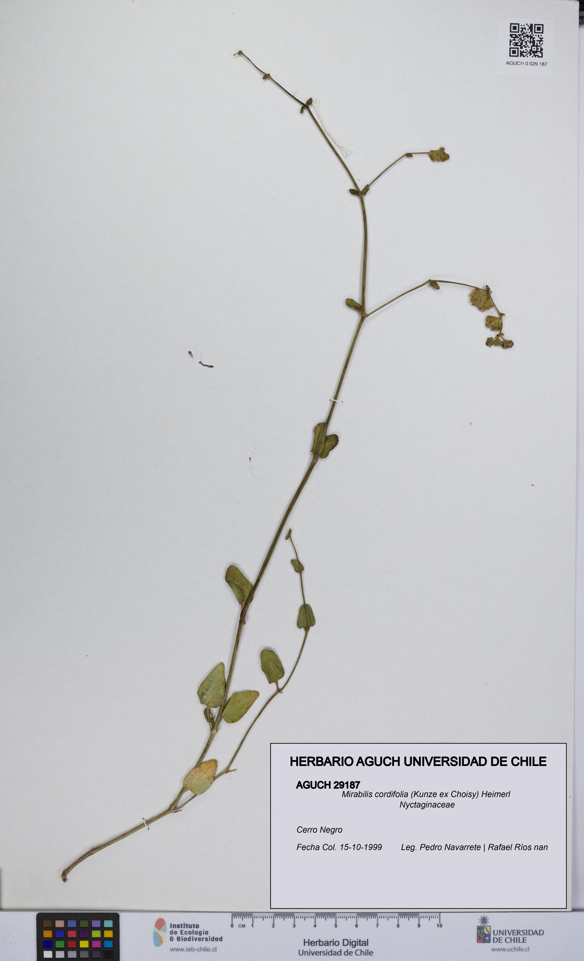Mirabilis cordifolia [Espécimen: UCH:AGUCH:0029187]