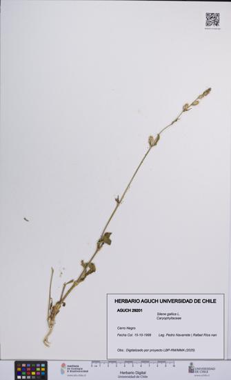 Silene gallica [Espécimen: UCH:AGUCH:0029201]