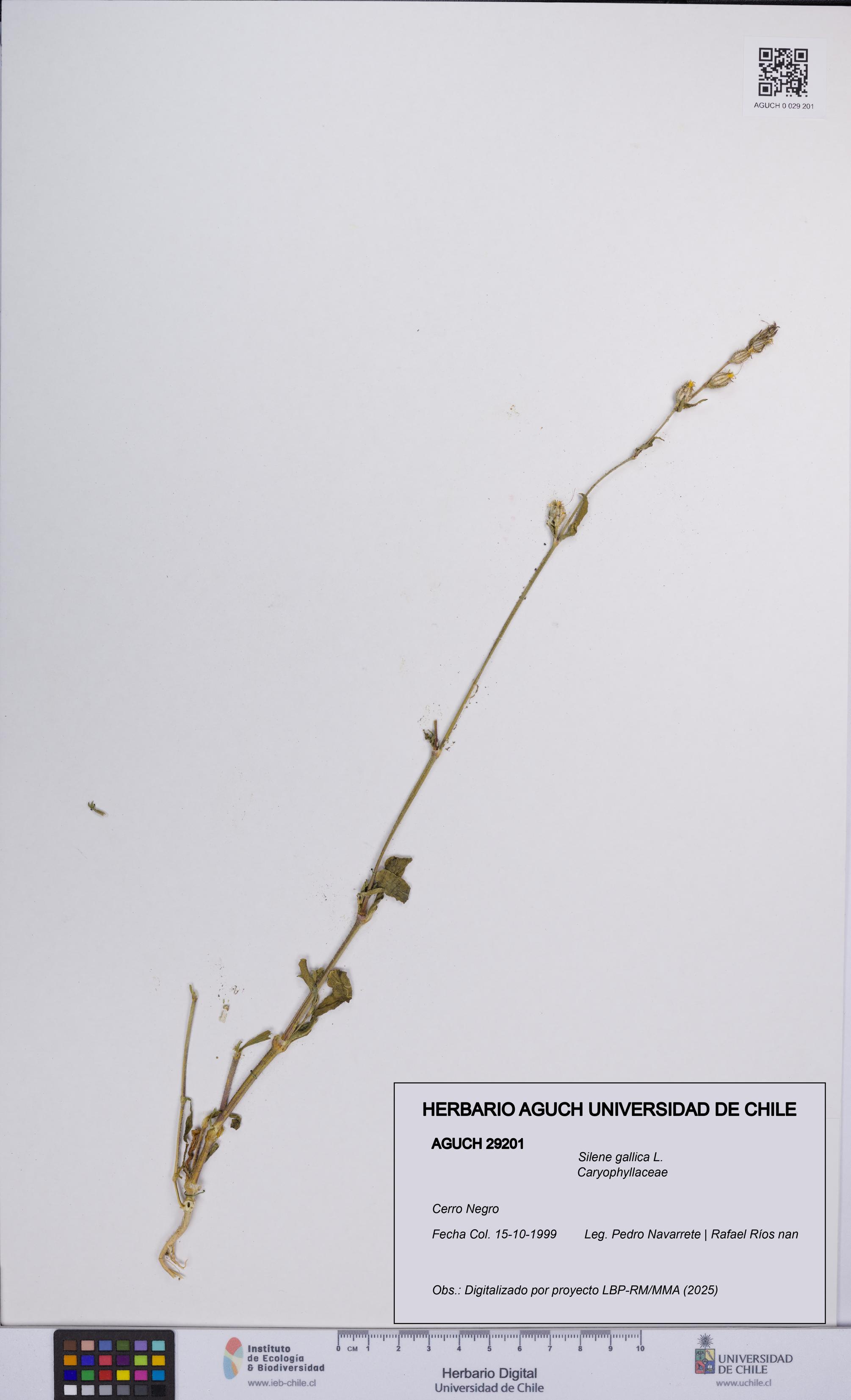 Silene gallica [Espécimen: UCH:AGUCH:0029201]