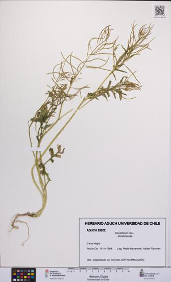 Sisymbrium irio [Espécimen: UCH:AGUCH:0029202]