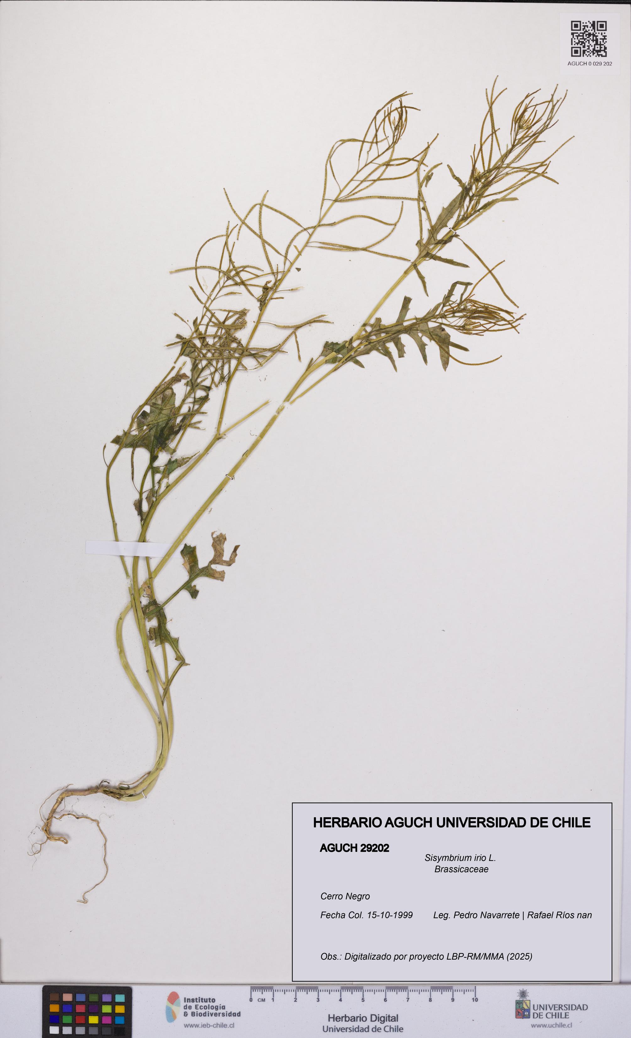 Sisymbrium irio [Espécimen: UCH:AGUCH:0029202]