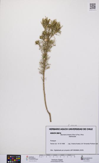 Baccharis linearis [Espécimen: UCH:AGUCH:0029214]