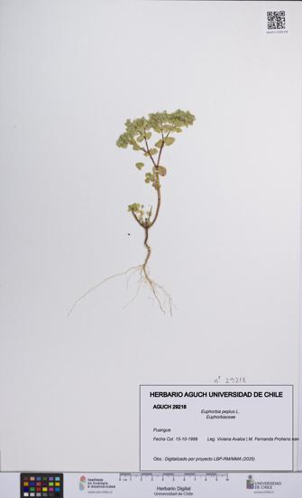 Euphorbia peplus [Espécimen: UCH:AGUCH:0029218]