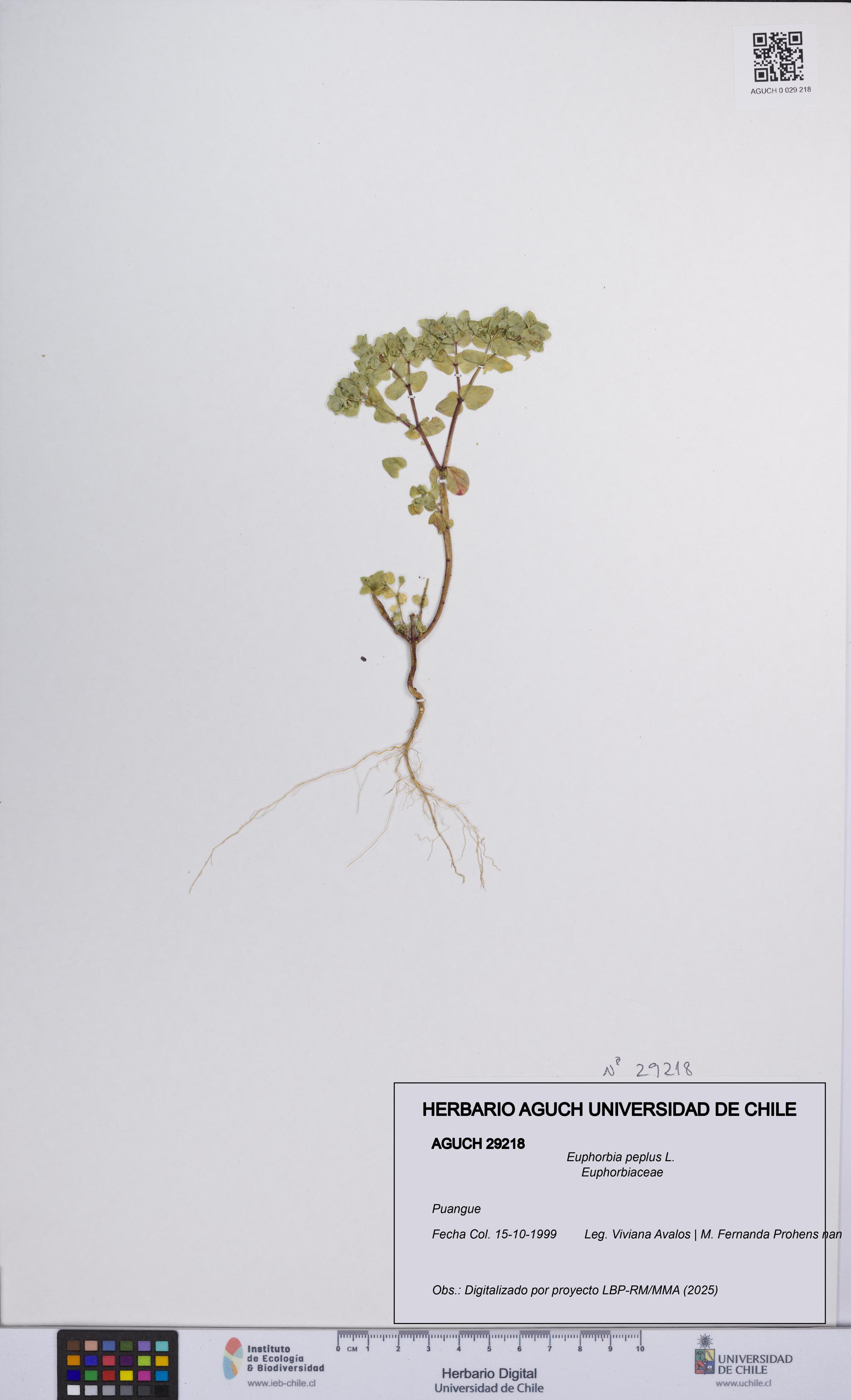 Euphorbia peplus [Espécimen: UCH:AGUCH:0029218]