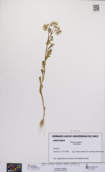 Senecio vulgaris [Espécimen: UCH:AGUCH:0029219]