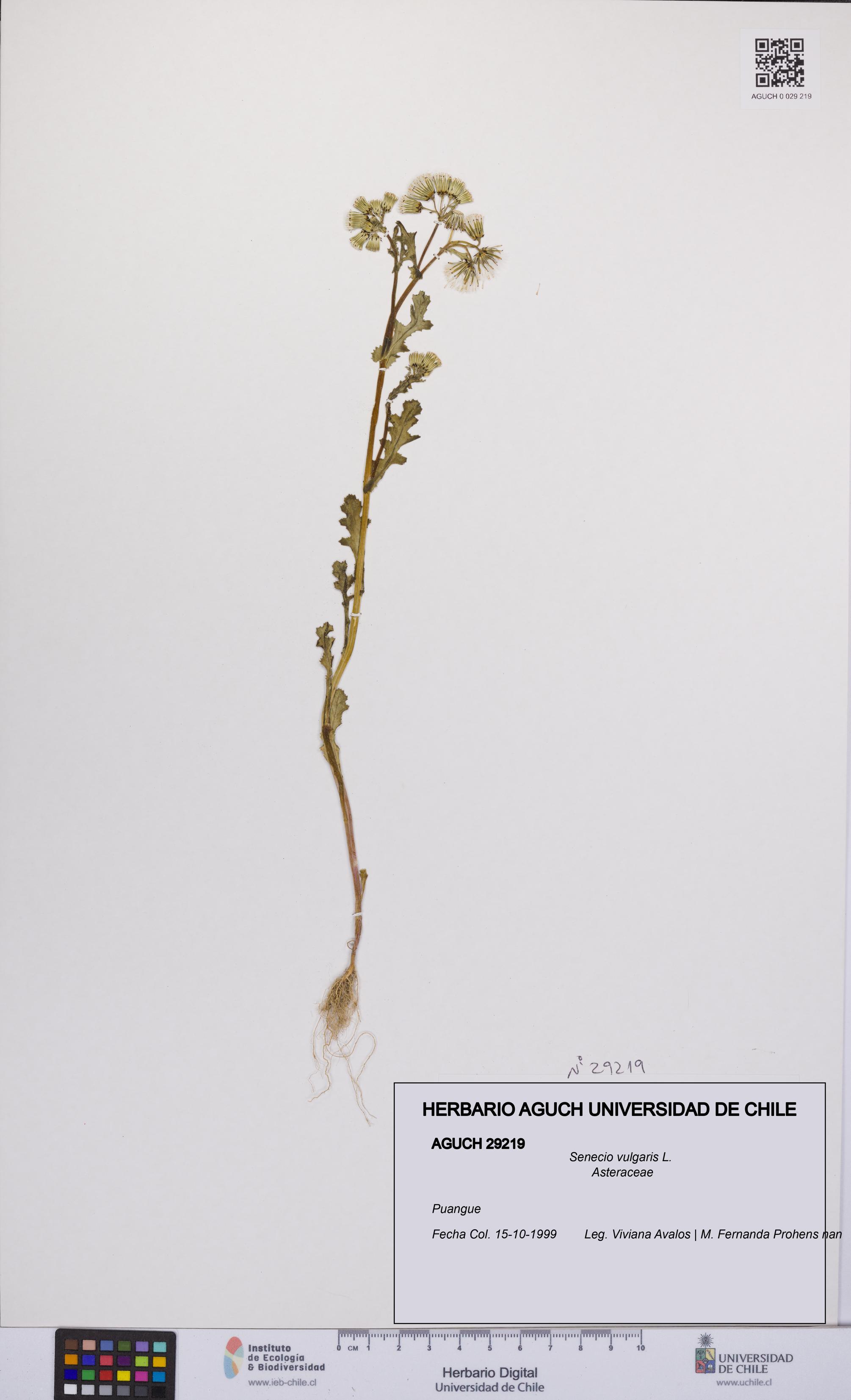 Senecio vulgaris [Espécimen: UCH:AGUCH:0029219]