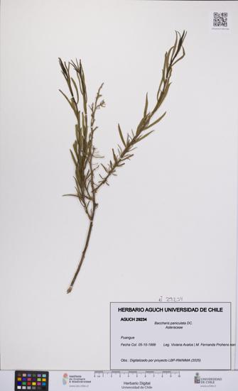 Baccharis paniculata [Espécimen: UCH:AGUCH:0029234]