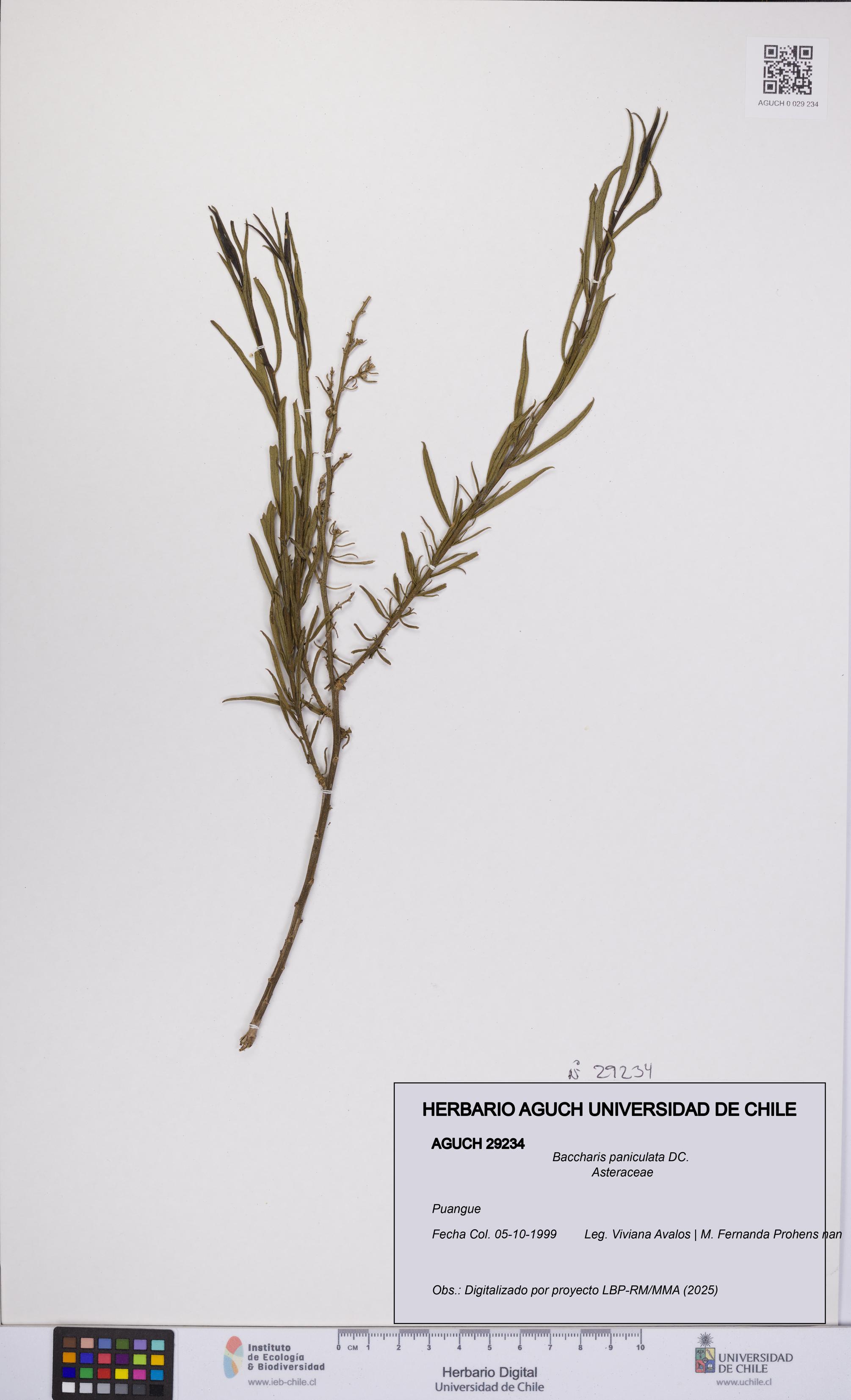 Baccharis paniculata [Espécimen: UCH:AGUCH:0029234]