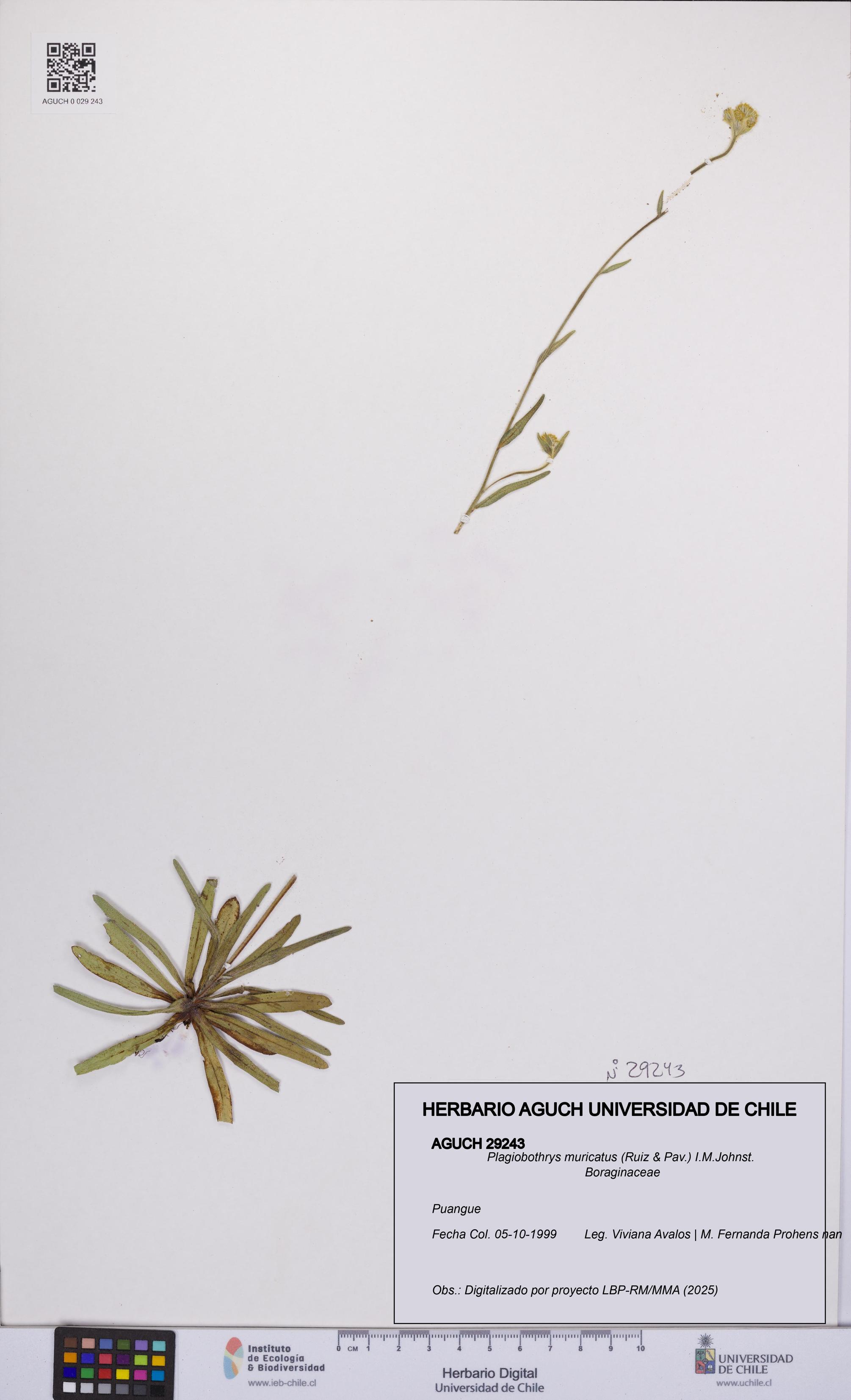 Plagiobothrys muricatus [Espécimen: ]