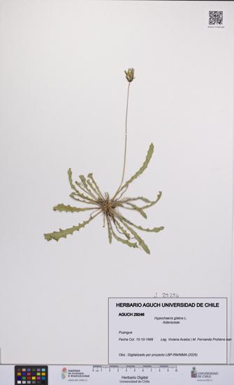 Hypochaeris glabra [Espécimen: UCH:AGUCH:0029246]