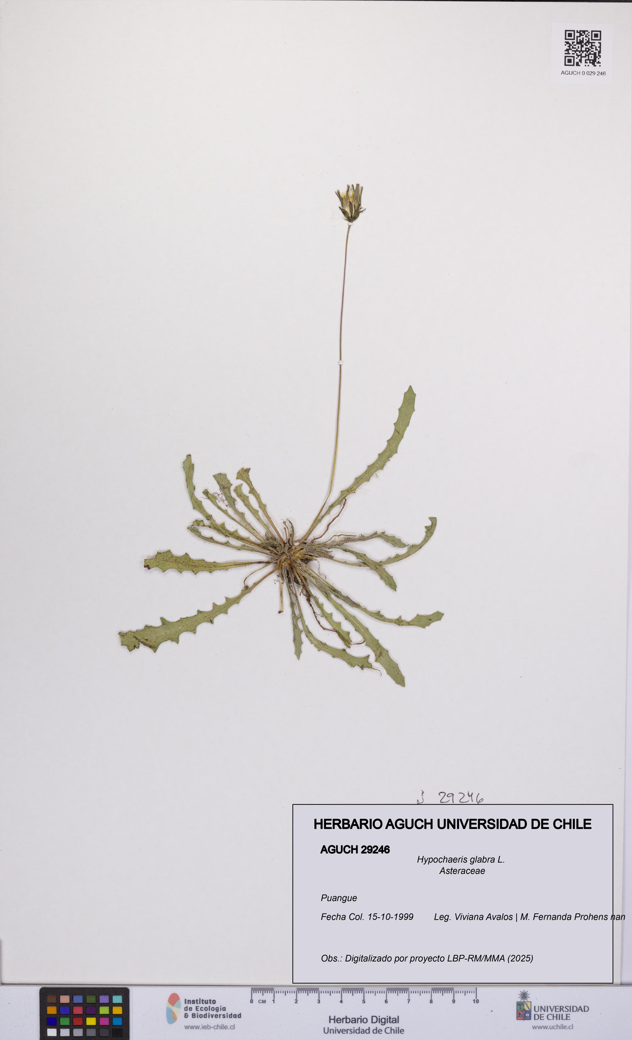 Hypochaeris glabra [Espécimen: UCH:AGUCH:0029246]