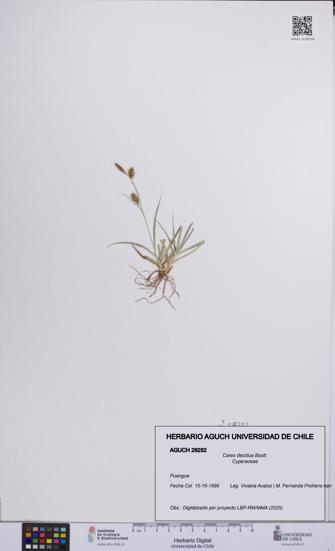 Carex decidua [Espécimen: UCH:AGUCH:0029252]
