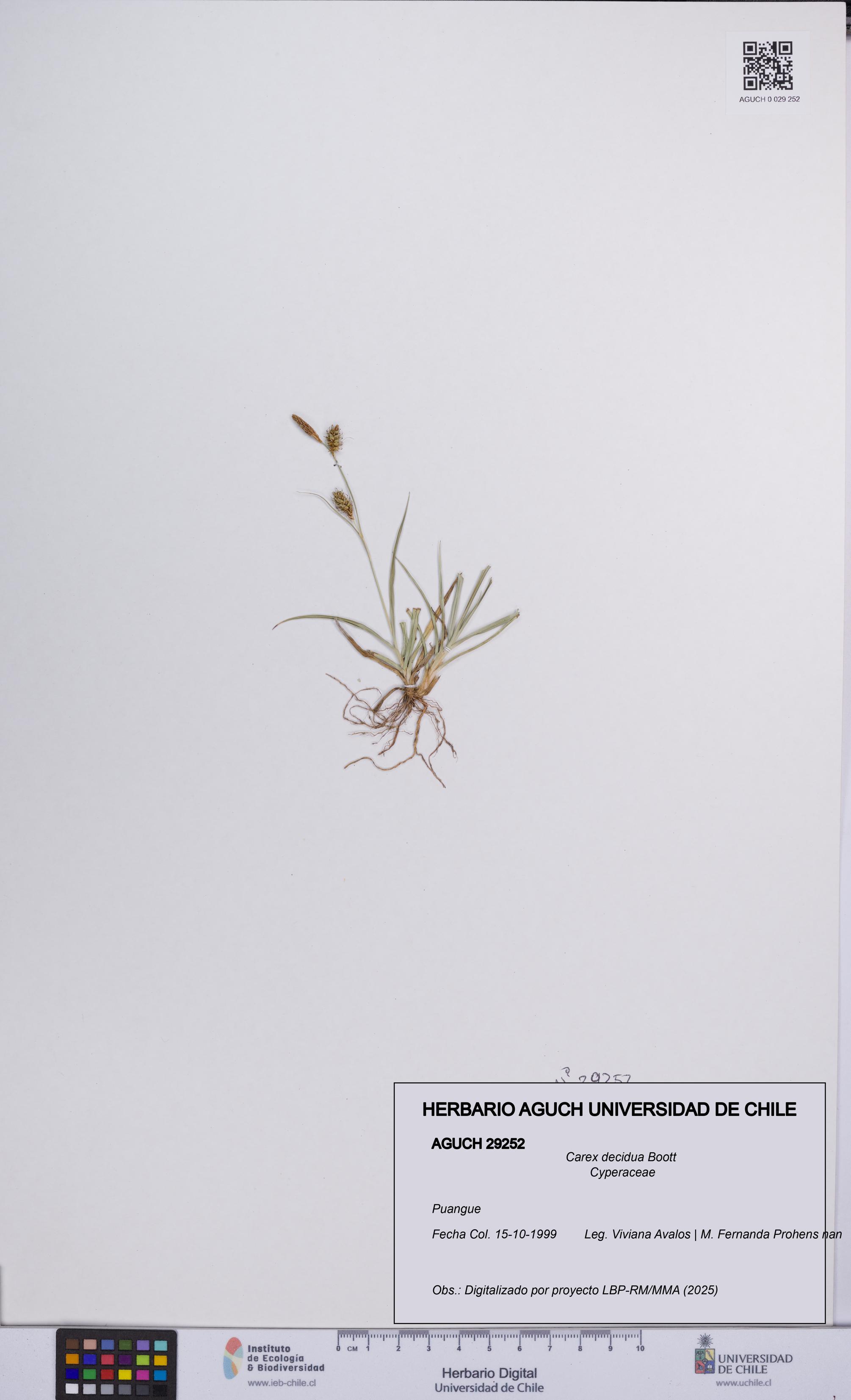 Carex decidua [Espécimen: UCH:AGUCH:0029252]