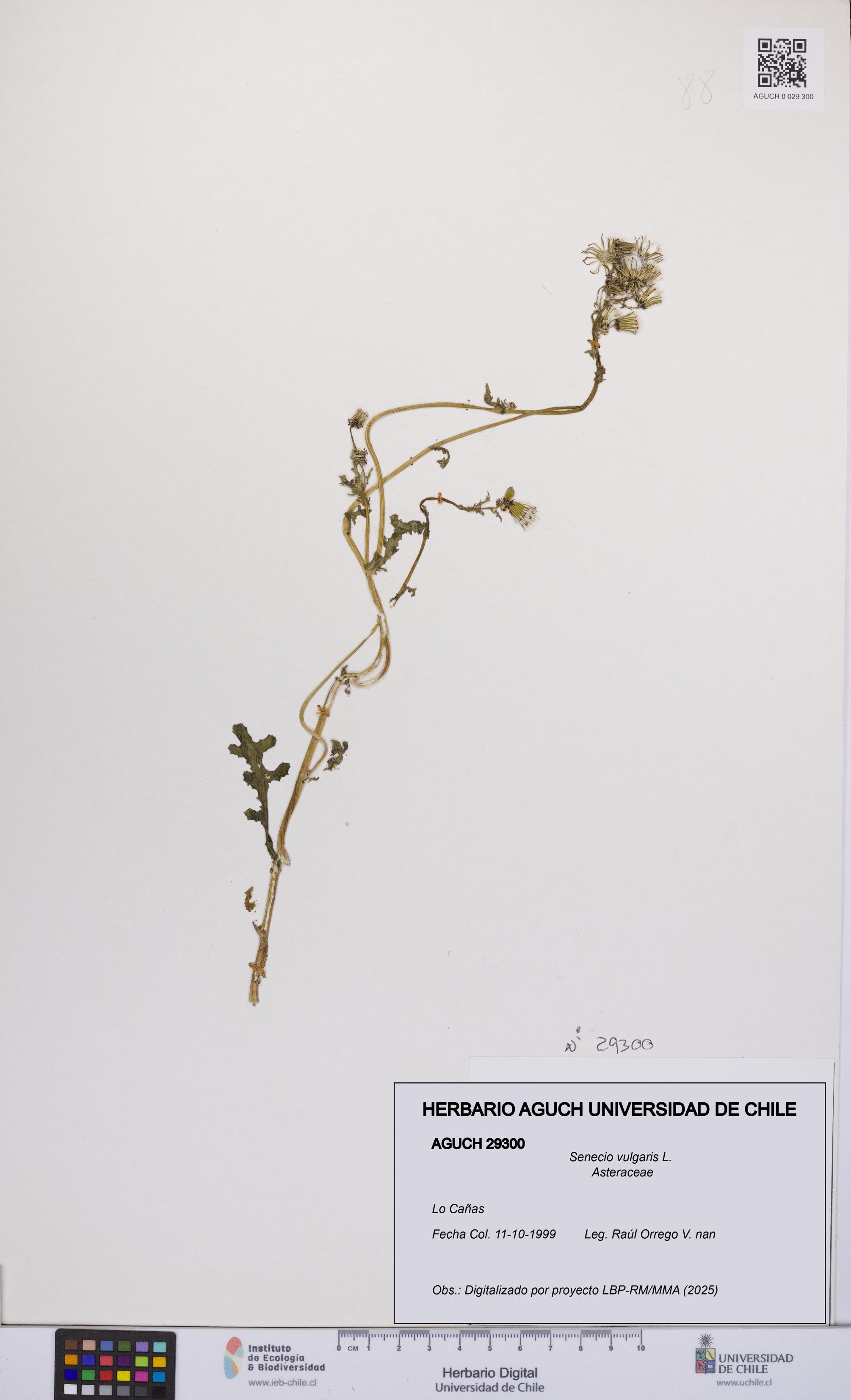 Senecio vulgaris [Espécimen: UCH:AGUCH:0029300]