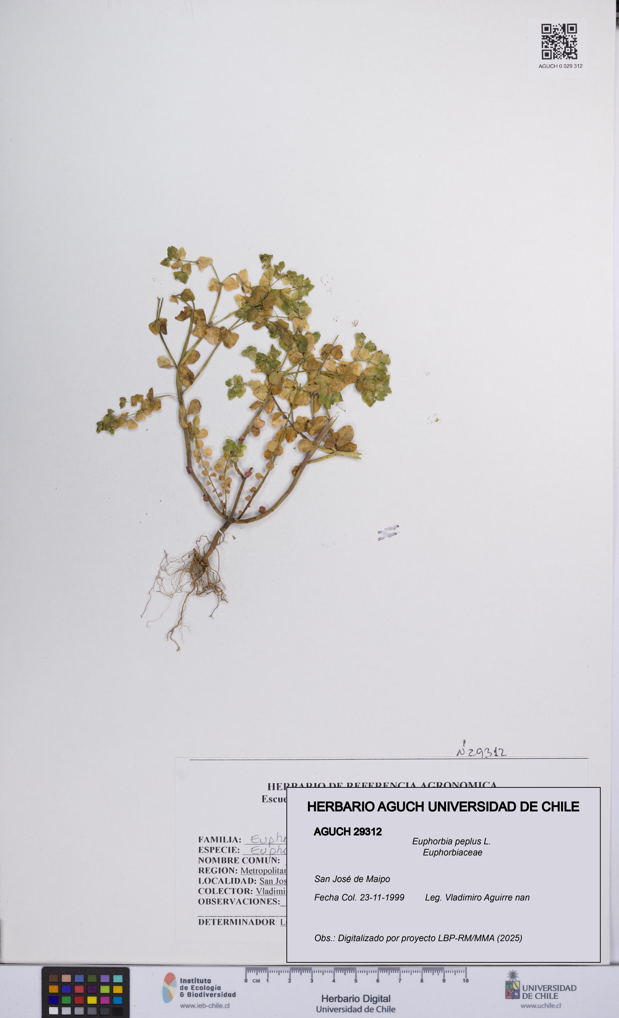 Euphorbia peplus [Espécimen: UCH:AGUCH:0029312]