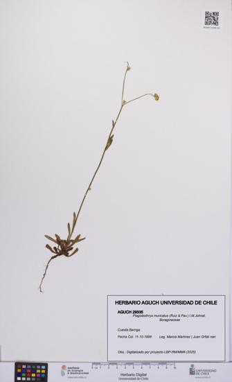 Plagiobothrys muricatus [Espécimen: ]