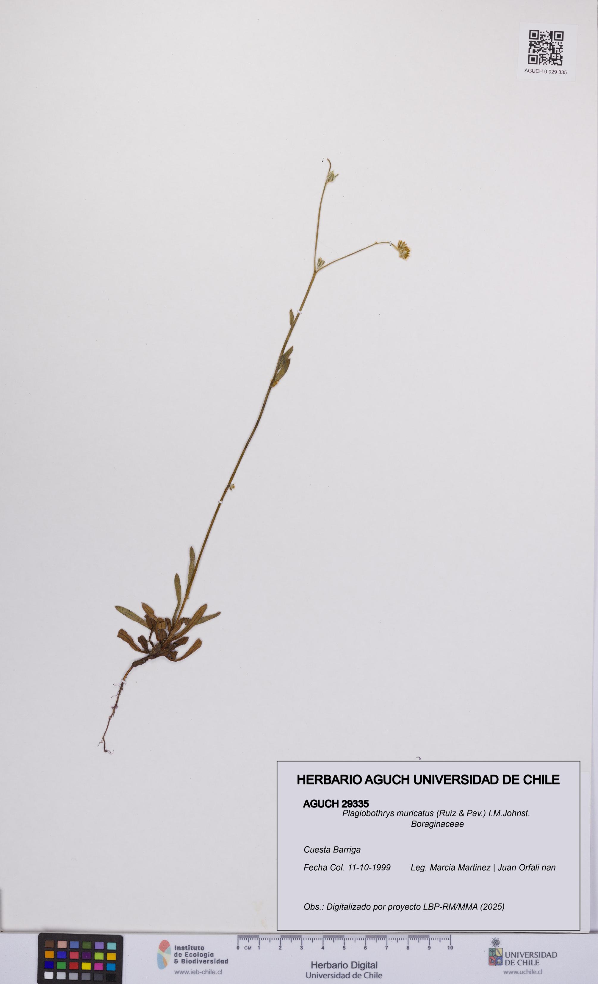Plagiobothrys muricatus [Espécimen: ]