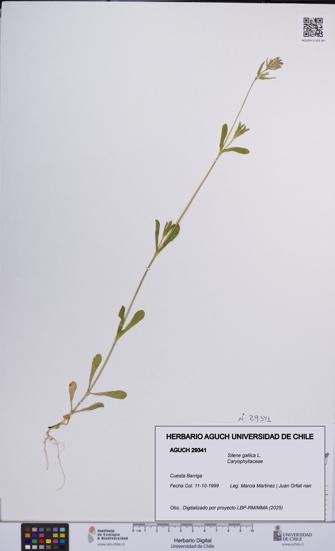 Silene gallica [Espécimen: UCH:AGUCH:0029341]