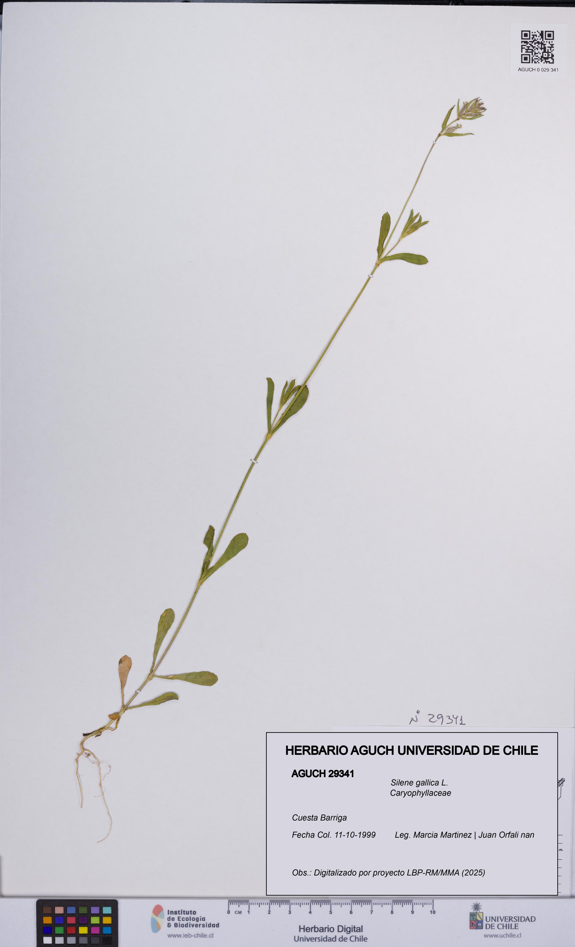 Silene gallica [Espécimen: UCH:AGUCH:0029341]