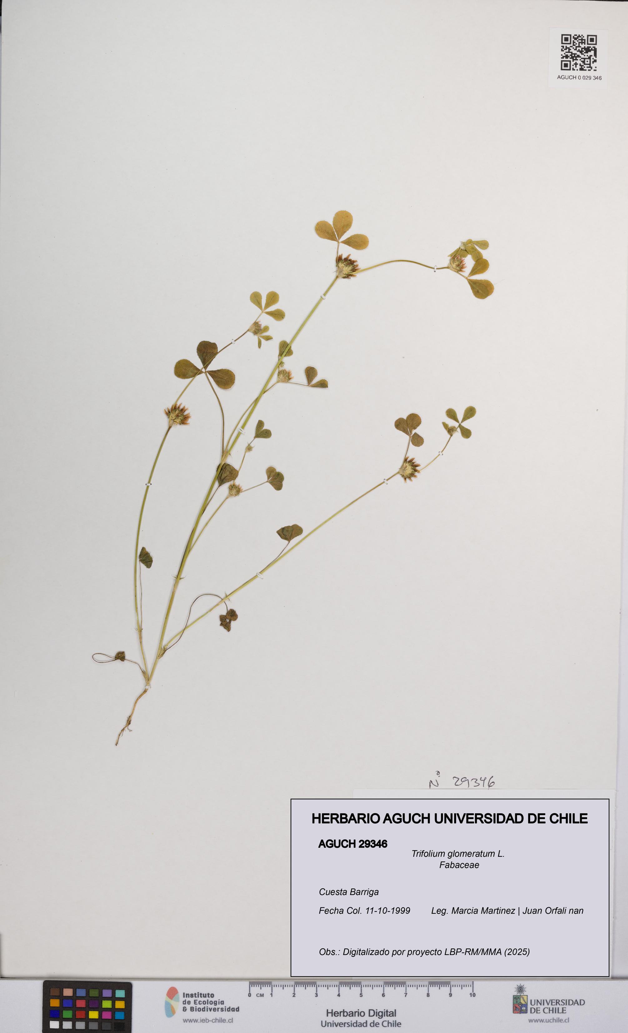 Trifolium glomeratum [Espécimen: UCH:AGUCH:0029346]
