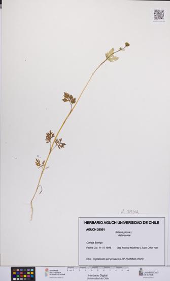 Bidens pilosa [Espécimen: UCH:AGUCH:0029351]